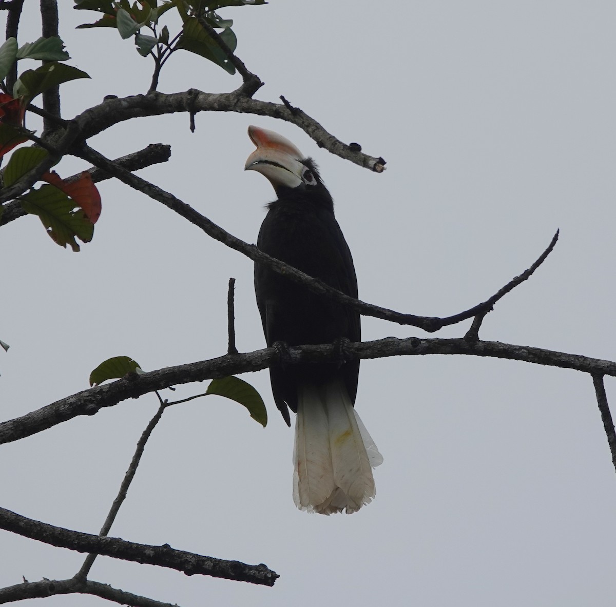 Filipin Alaca Boynuzgagası - ML646409455