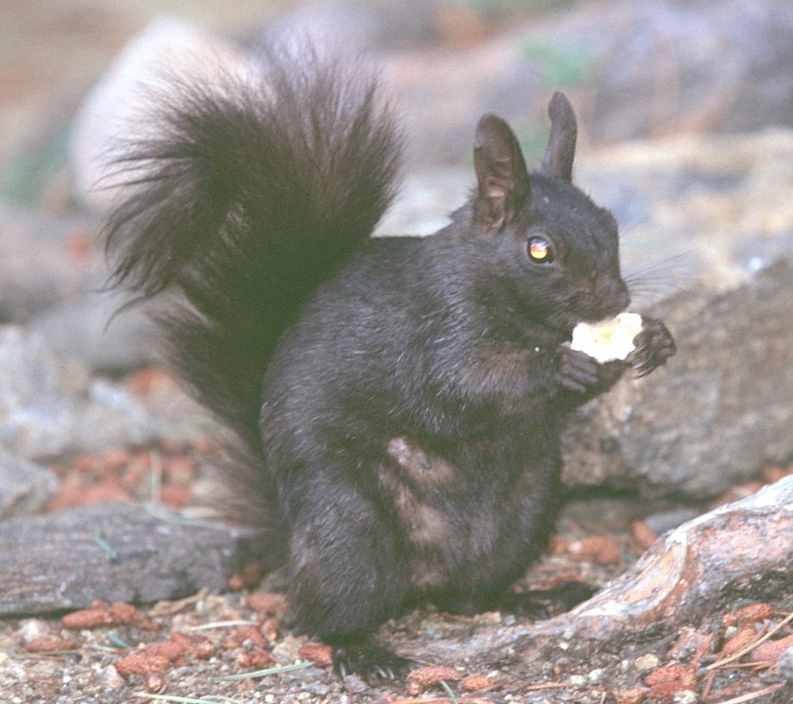 scoiattolo di Abert - ML646409456