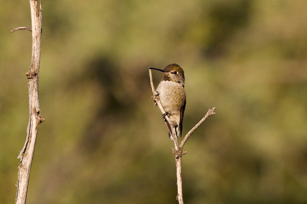 Anna's Hummingbird - ML646409457
