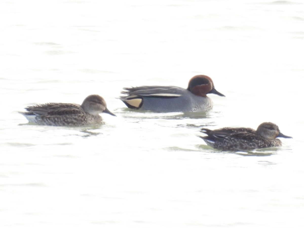 Alzavola - ML646409458