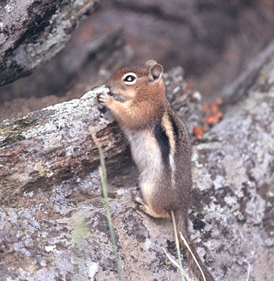 Mammiferi - ML646409461