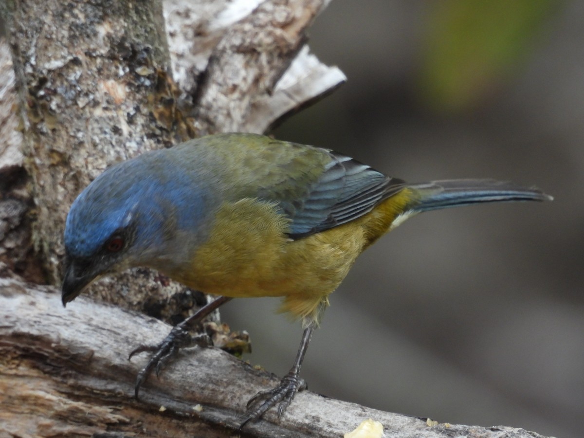 Blue-and-yellow Tanager - ML646409463