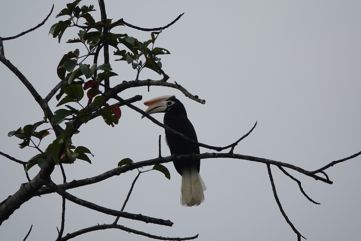 Filipin Alaca Boynuzgagası - ML646409464