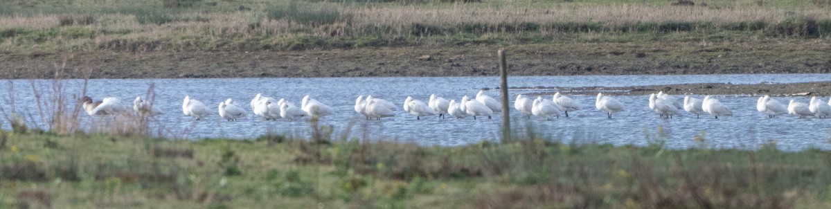 Eurasian Spoonbill - ML646409465