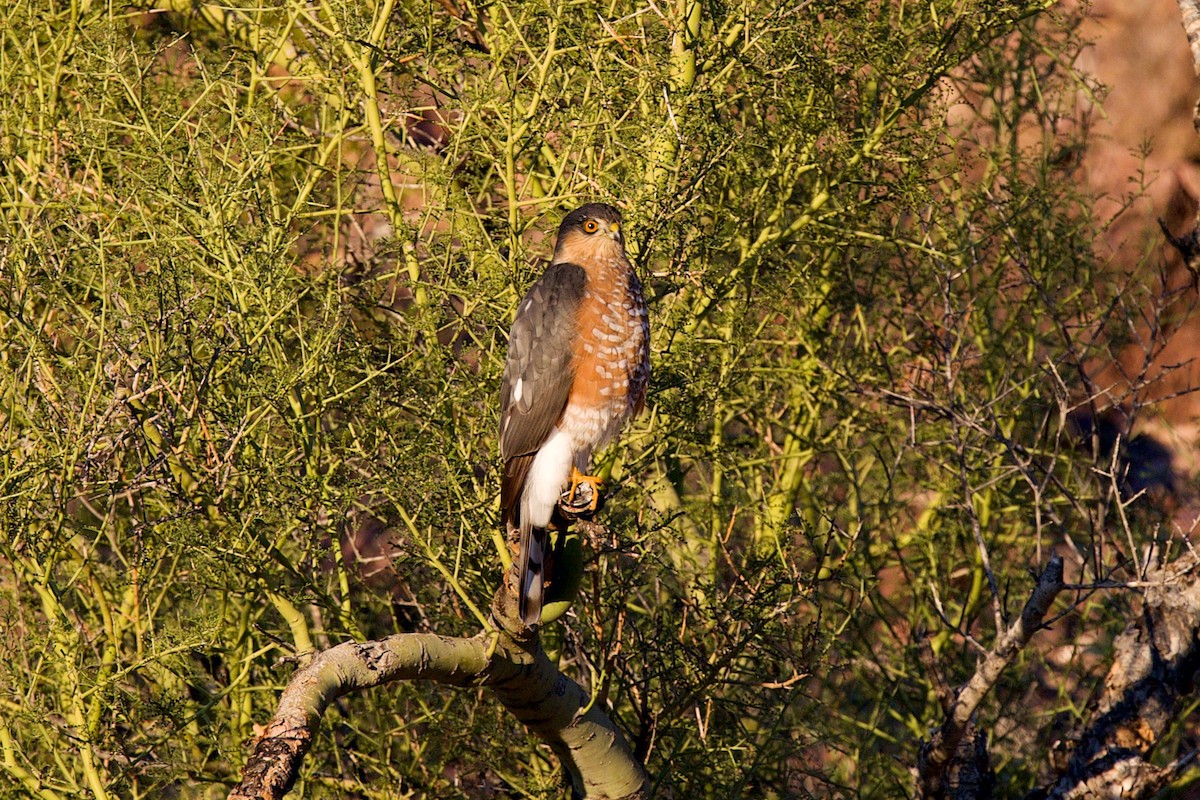 Sharp-shinned Hawk - ML646409466
