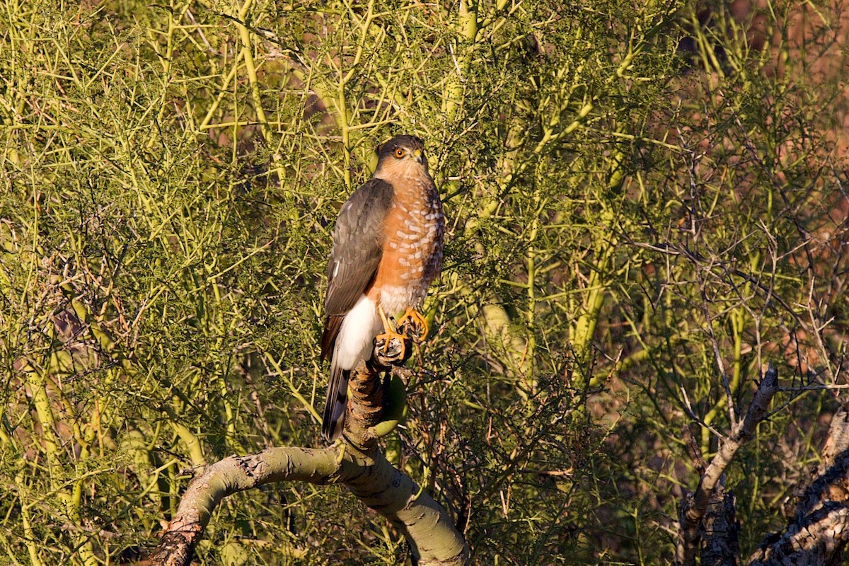 Sharp-shinned Hawk - ML646409467