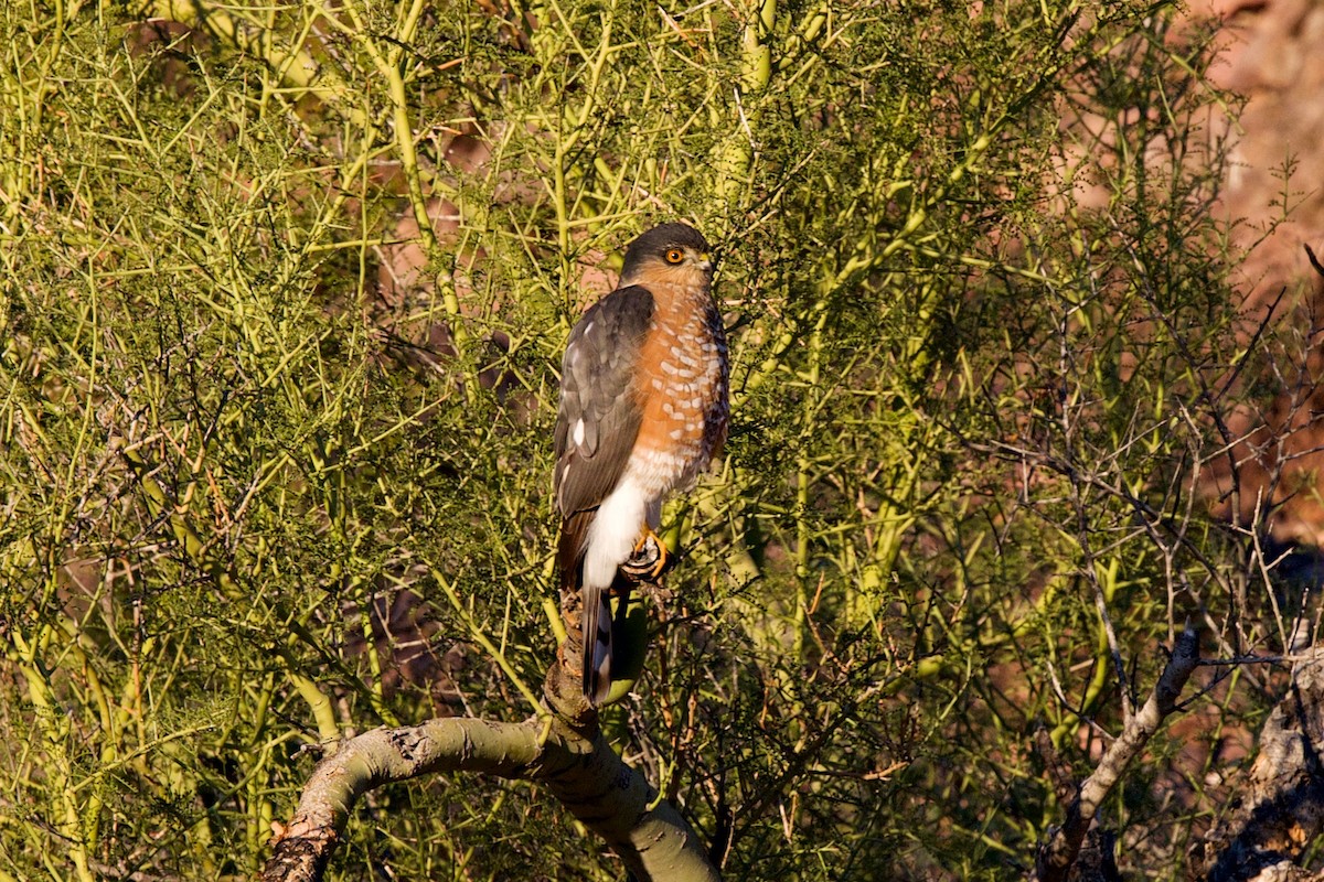 Sharp-shinned Hawk - ML646409468