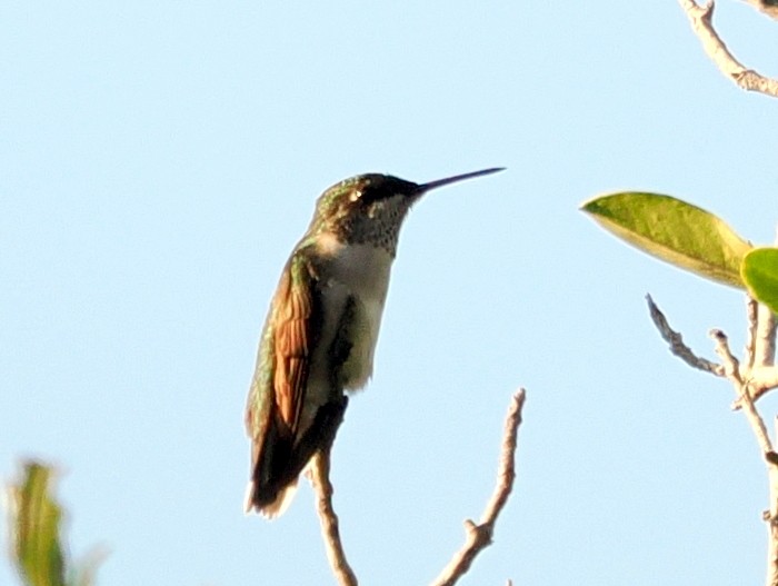 Колібрі рубіновогорлий - ML646409469