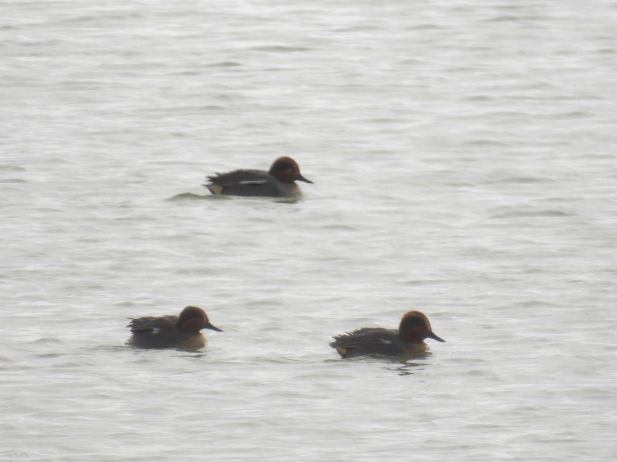 Alzavola - ML646409470