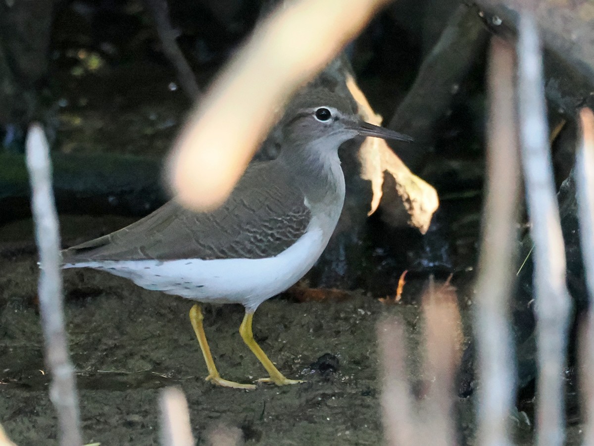 Spotted Sandpiper - ML646409471