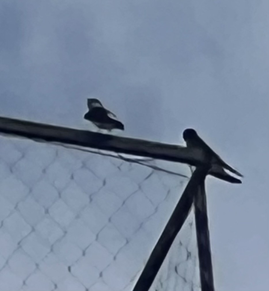 Golondrina Cejiblanca - ML646409472