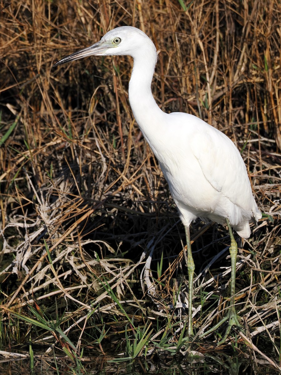 Little Blue Heron - ML646409478