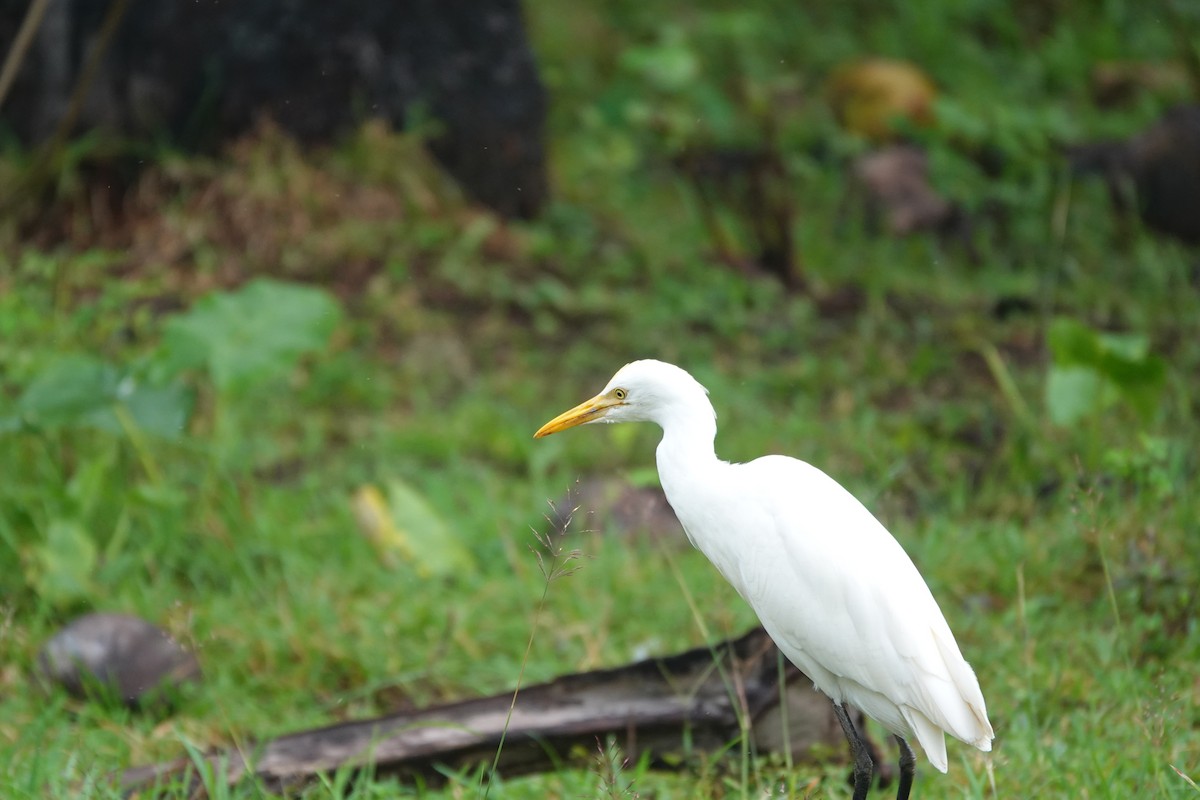 Eastern Cattle-Egret - ML646409479