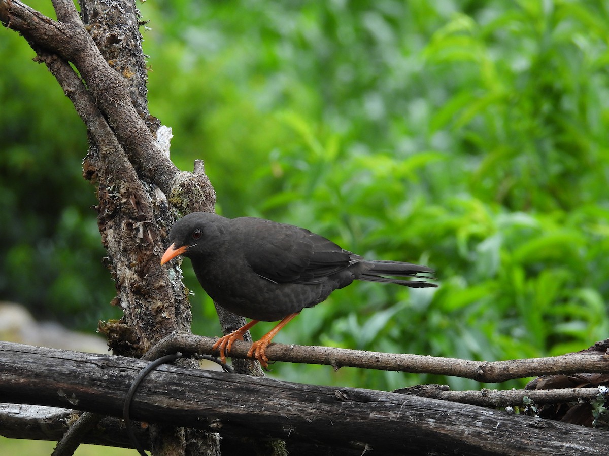 drozd velký - ML646409480