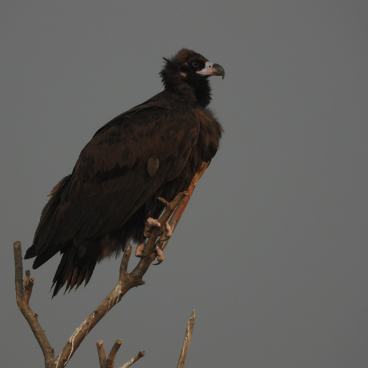 Buitre Negro - ML646409481