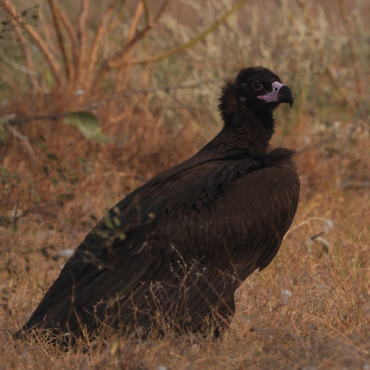 Buitre Negro - ML646409482