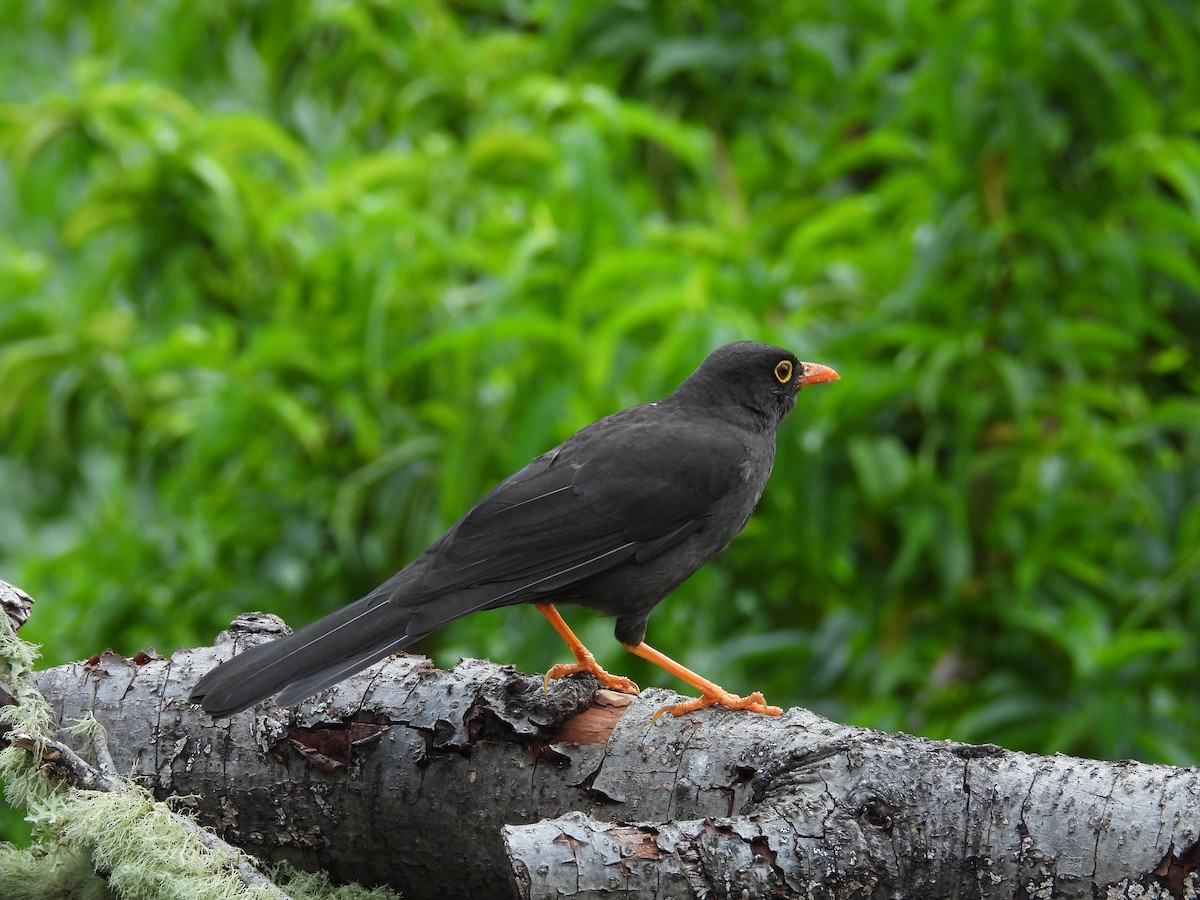 drozd velký - ML646409483