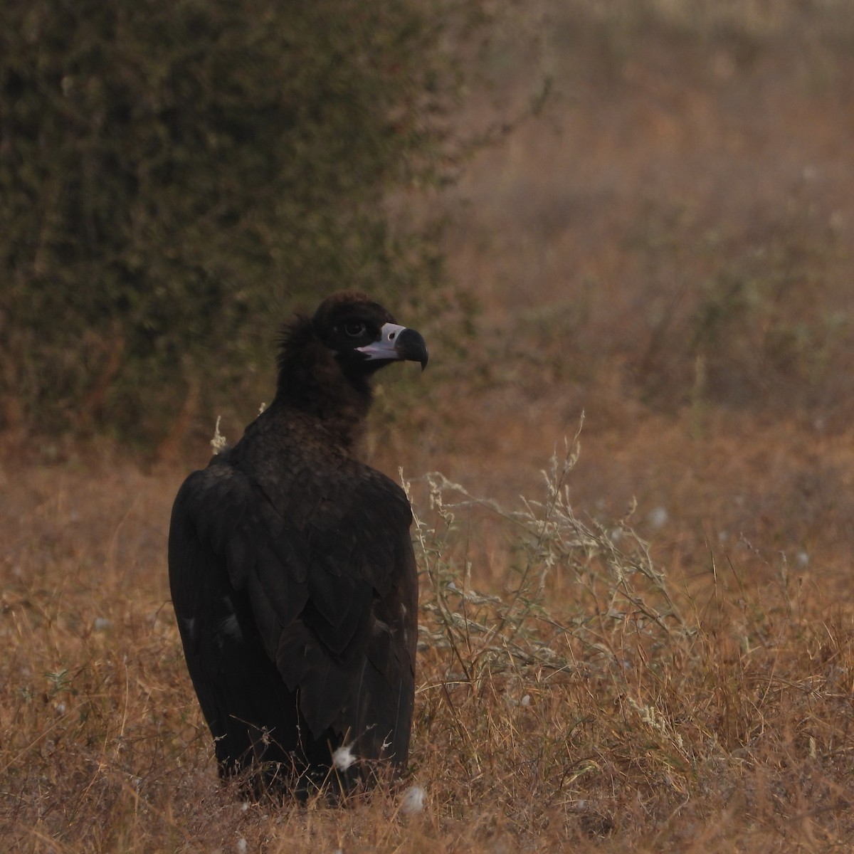 Buitre Negro - ML646409484