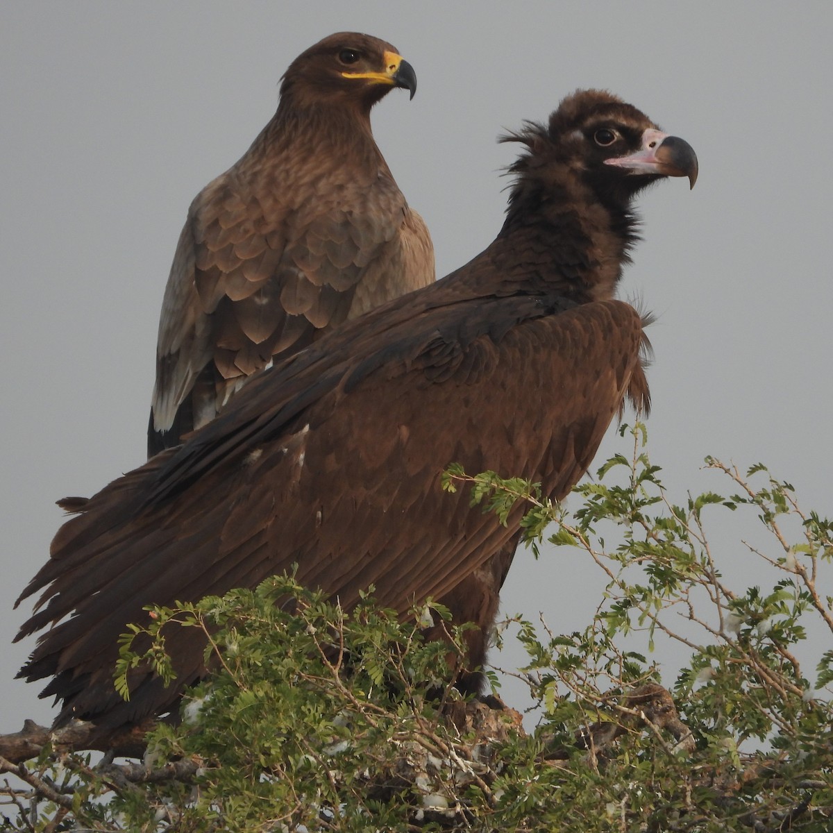 Buitre Negro - ML646409485