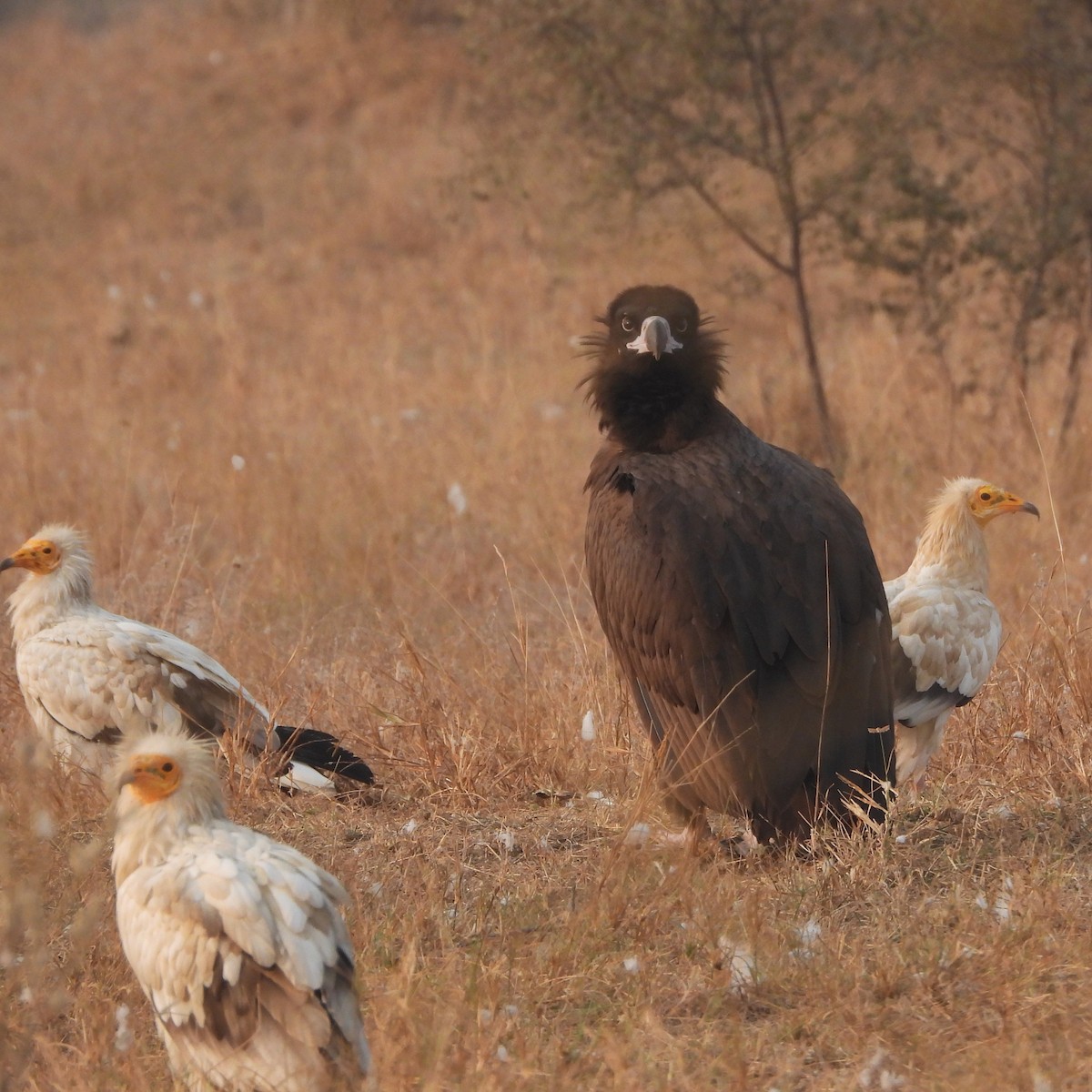 Buitre Negro - ML646409486