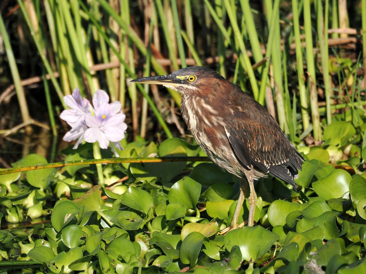 Héron vert - ML646409488