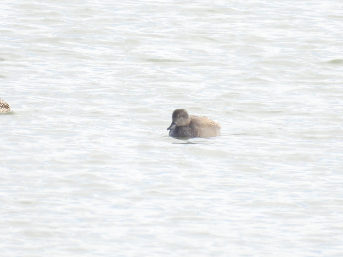 Canapiglia - ML646409489