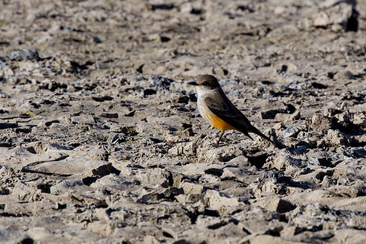 Vermilion Flycatcher - ML646409499