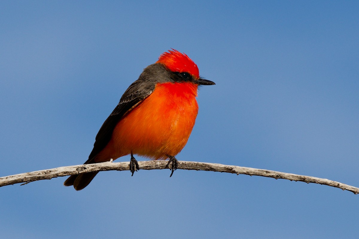 Vermilion Flycatcher - ML646409500