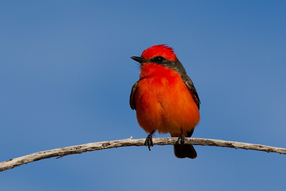 Vermilion Flycatcher - ML646409501