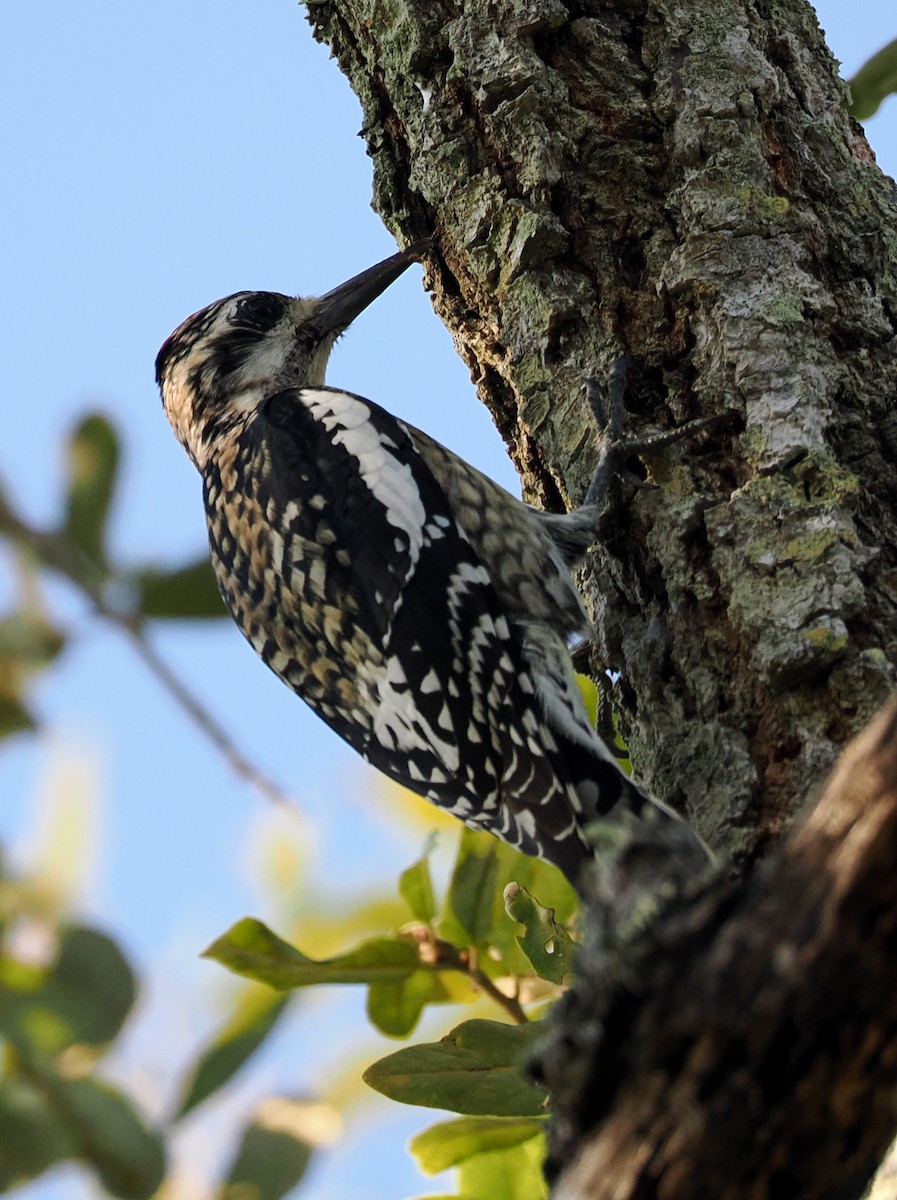 Yellow-bellied Sapsucker - ML646409503