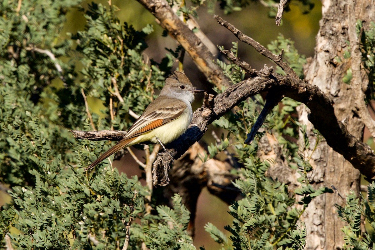 Ash-throated Flycatcher - ML646409505