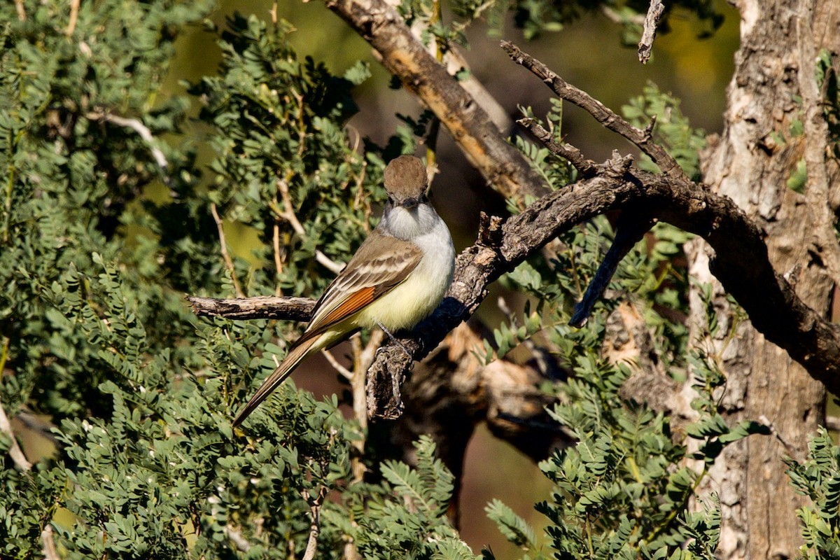 Ash-throated Flycatcher - ML646409506