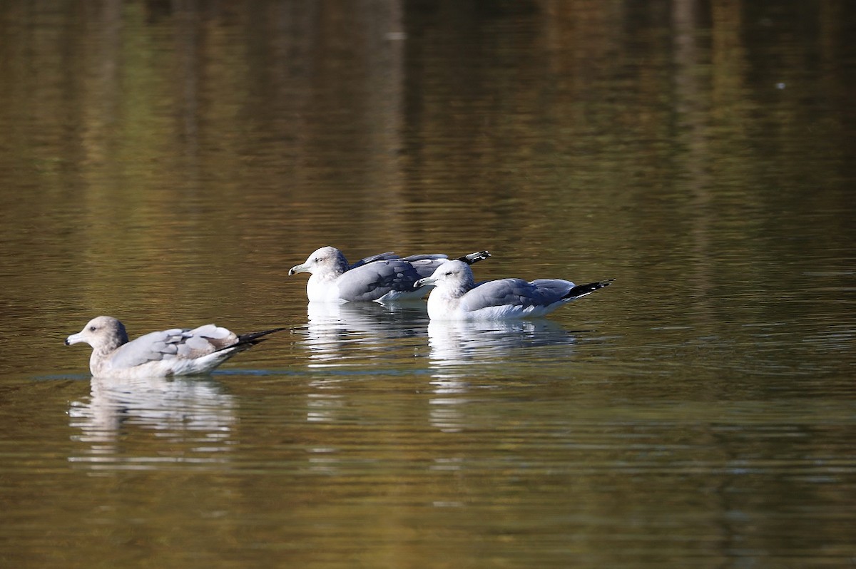 California Gull - ML646409507