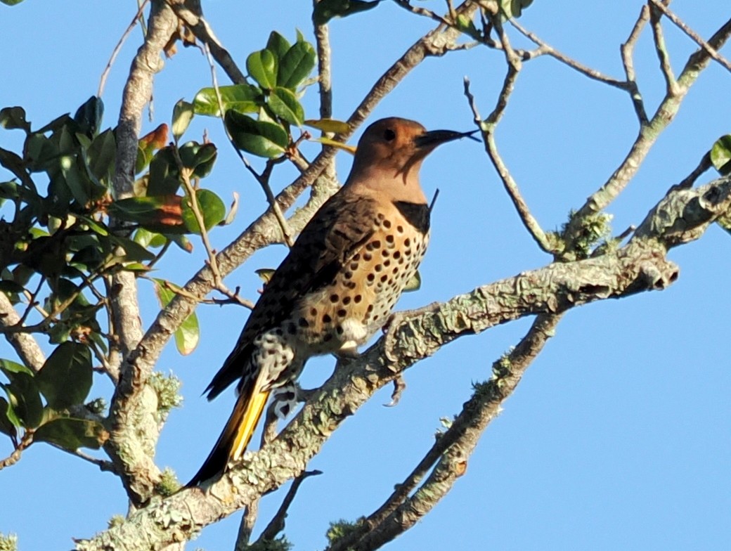 Northern Flicker - ML646409509