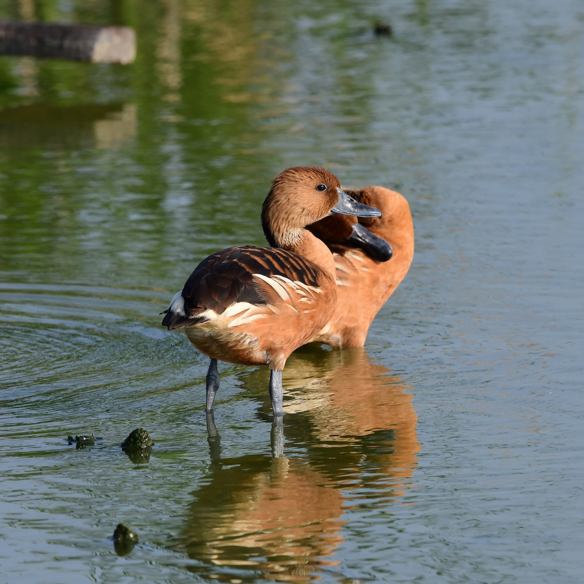 Fulvous Whistling-Duck - ML646409511