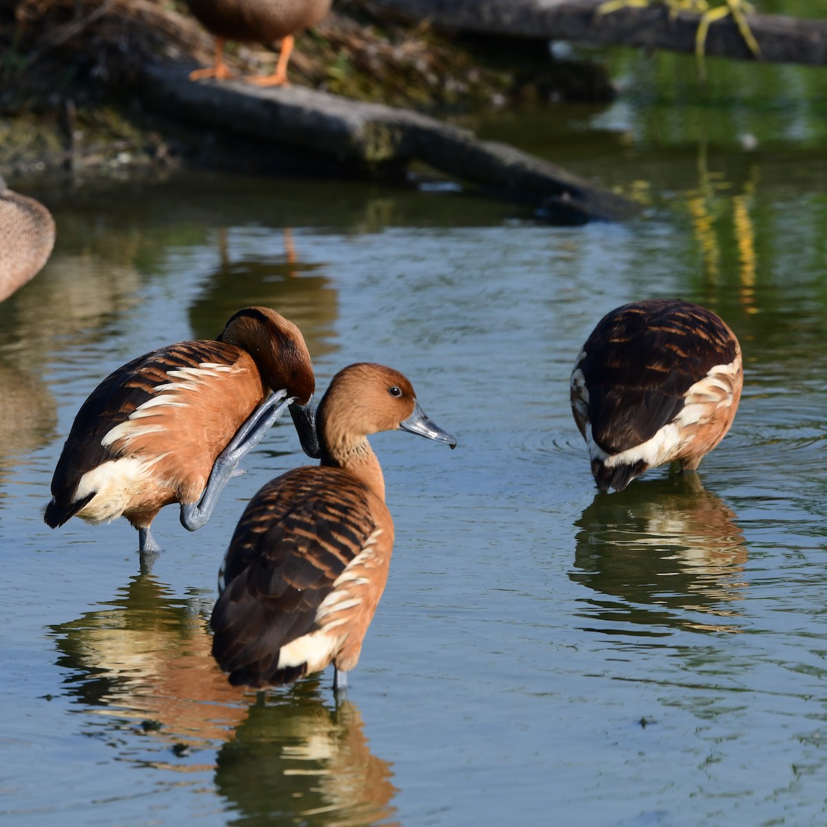 Fulvous Whistling-Duck - ML646409512