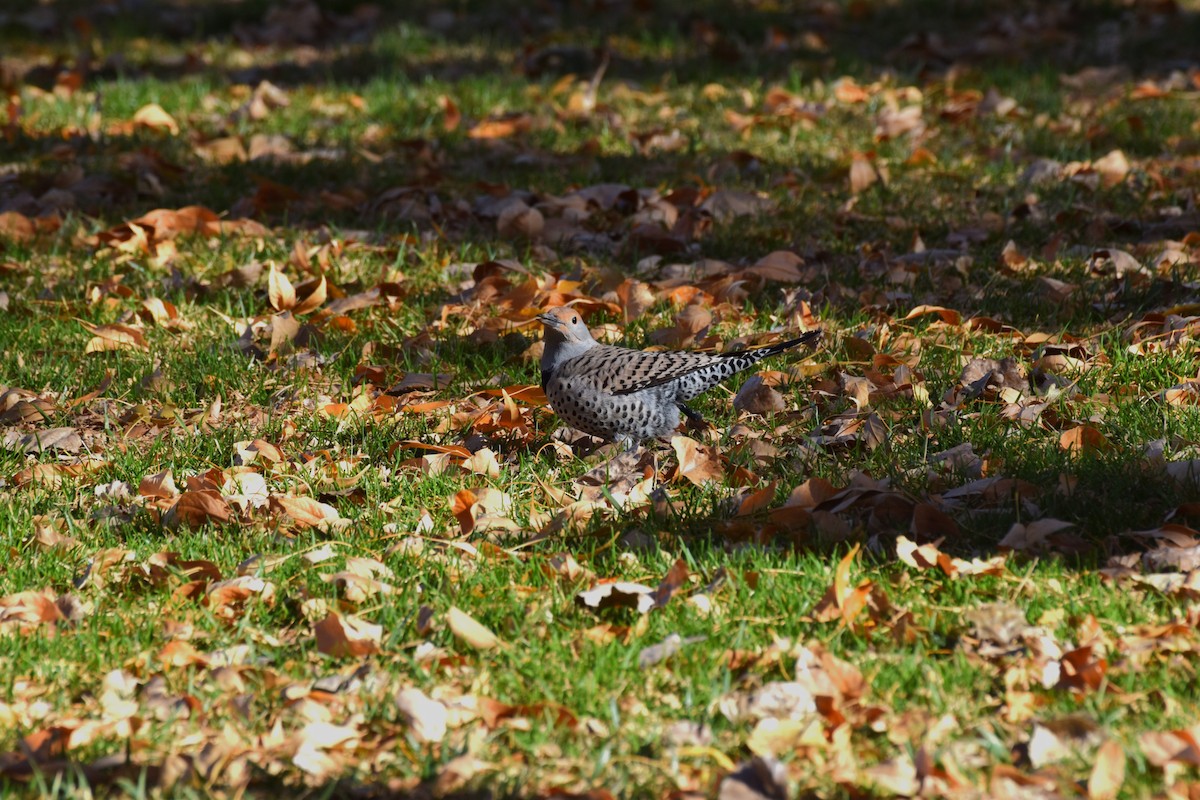 Northern Flicker - ML646409513