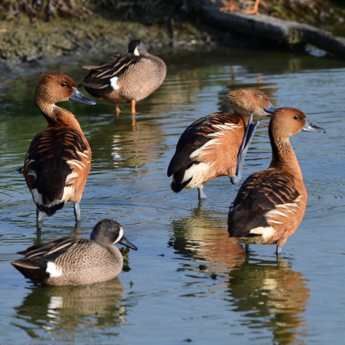 Fulvous Whistling-Duck - ML646409514