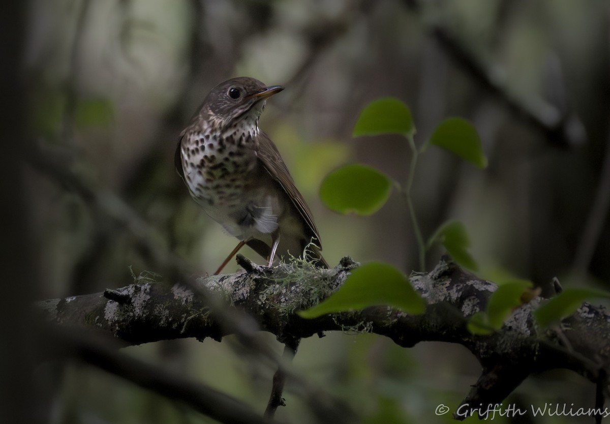 Grauwangen-Musendrossel - ML646409516