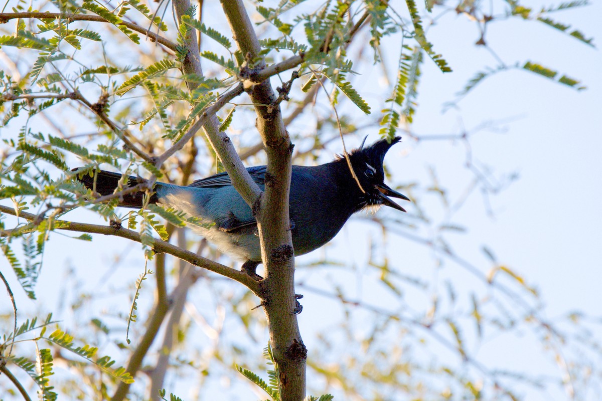 Steller Kargası - ML646409517