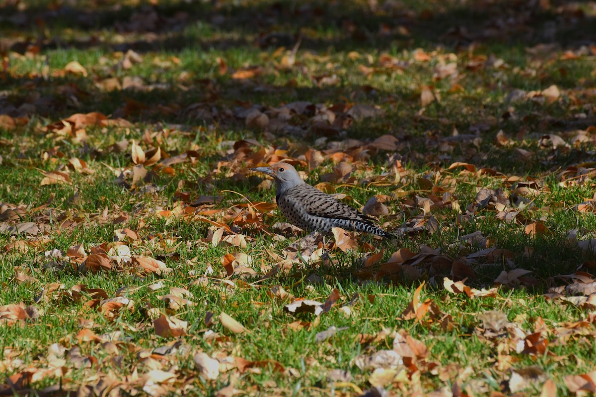 Northern Flicker - ML646409518