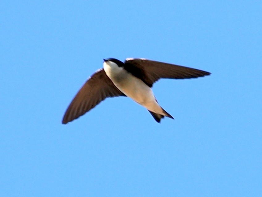Tree Swallow - ML646409519