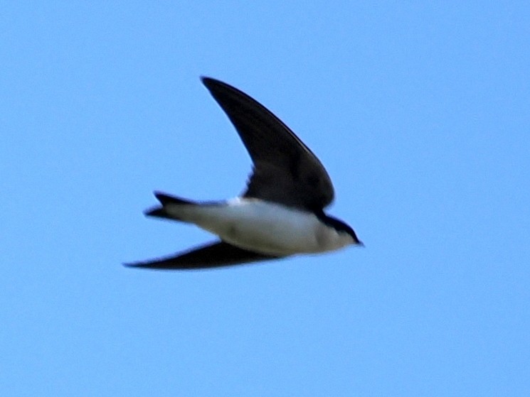 Tree Swallow - ML646409520