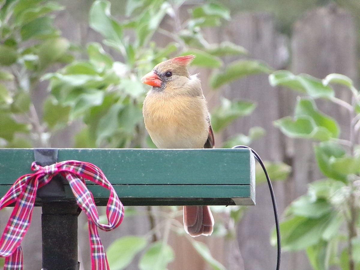 Northern Cardinal - ML646409522