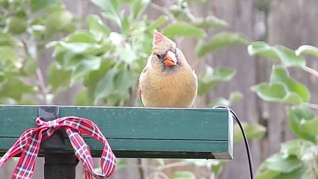 Кардинал червоний - ML646409523