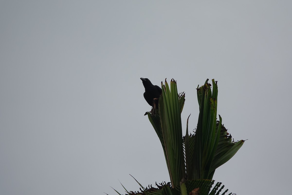Palawan Crow - ML646409524