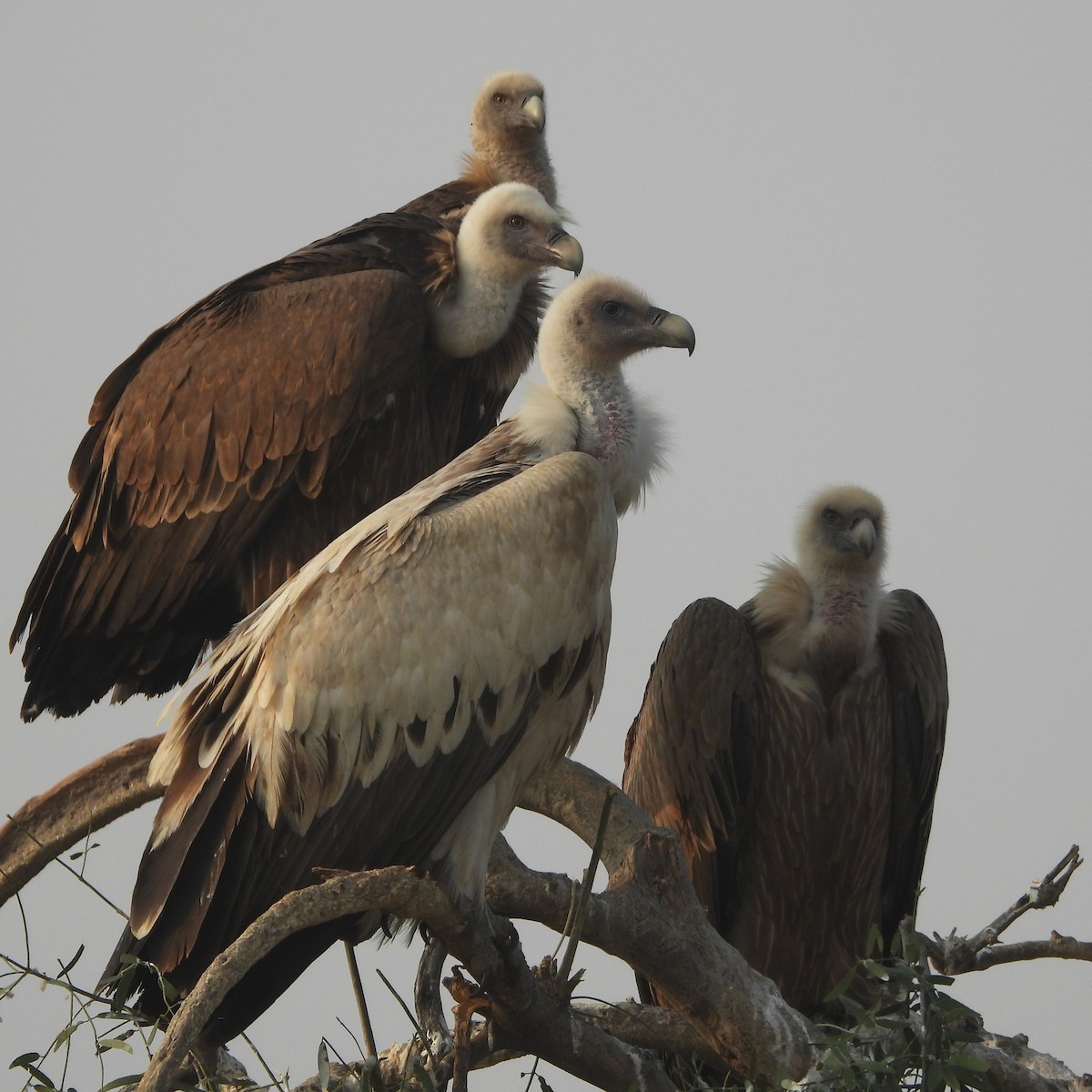 Schneegeier - ML646409528