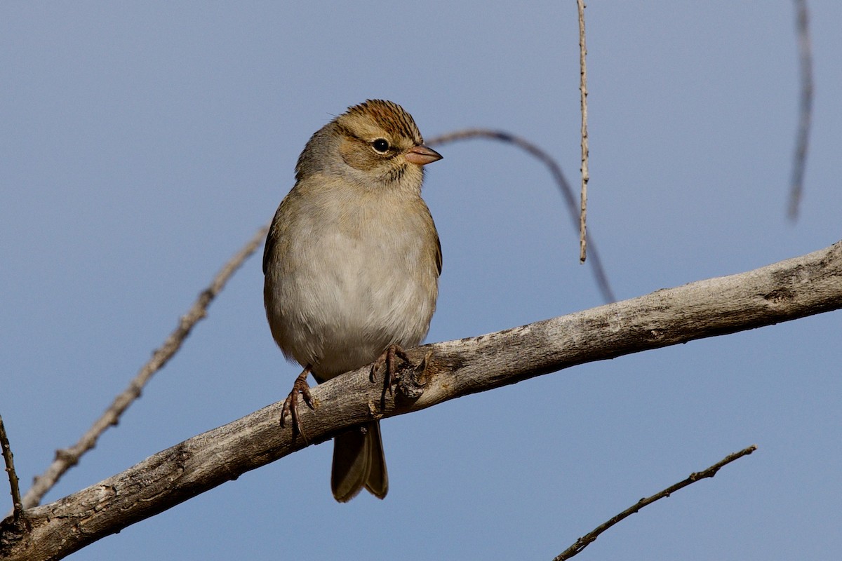 Chipping Sparrow - ML646409529