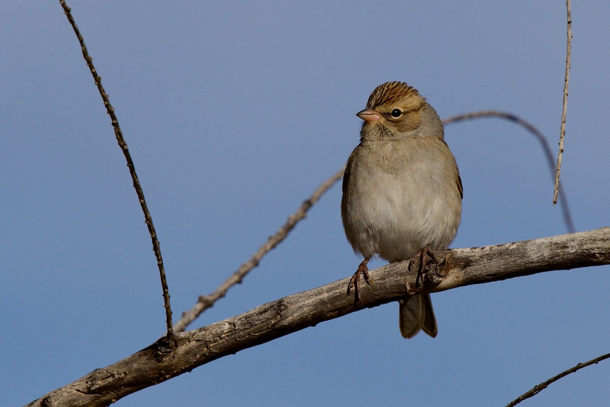 Chipping Sparrow - ML646409530