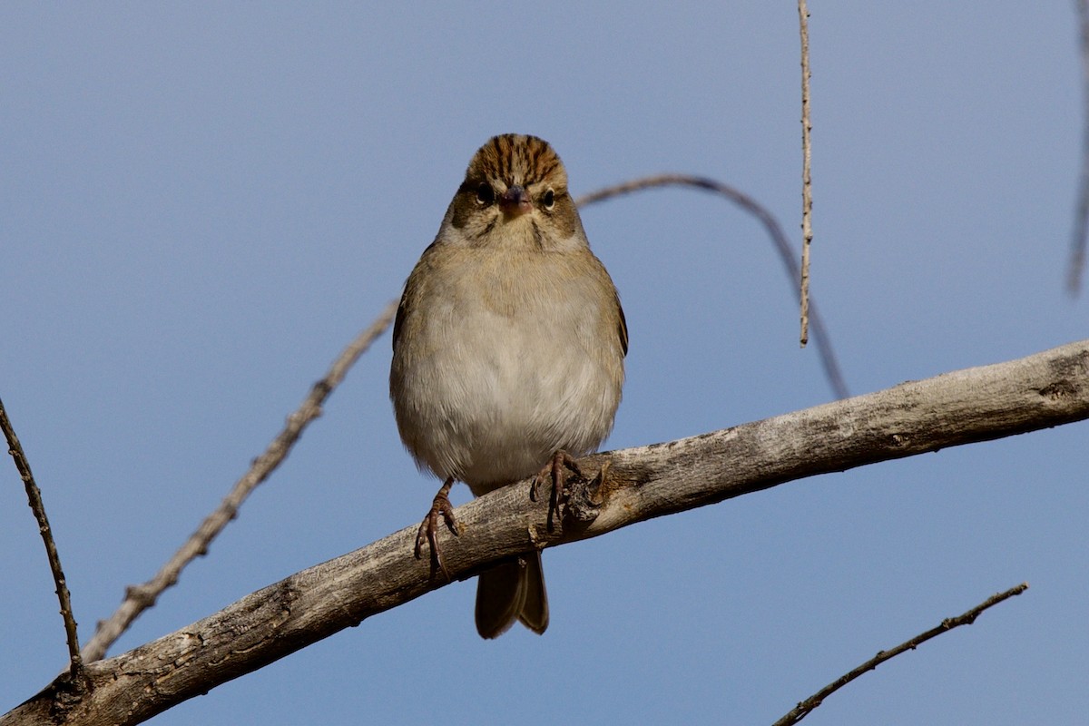 Chipping Sparrow - ML646409531
